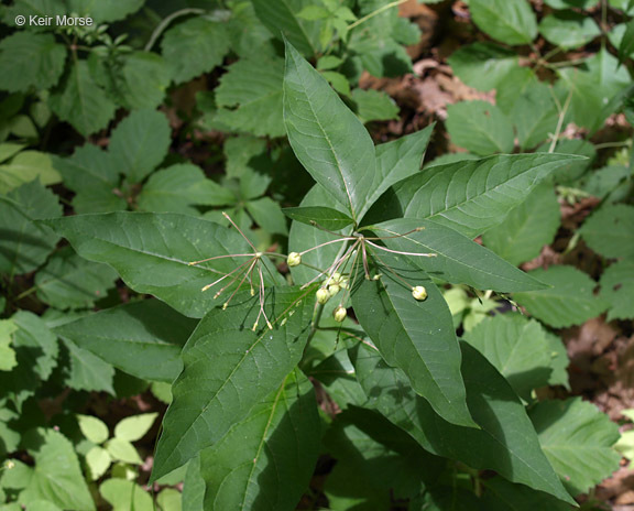 Image of poke milkweed