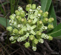 Image of sidecluster milkweed