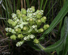 Image of sidecluster milkweed