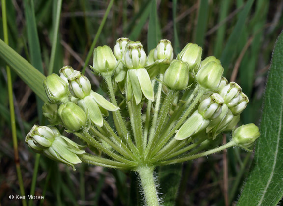 Image of sidecluster milkweed