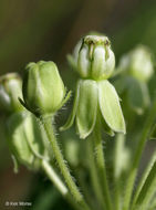 Image of sidecluster milkweed