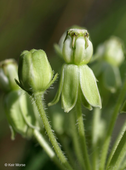 Imagem de Asclepias lanuginosa Nutt.