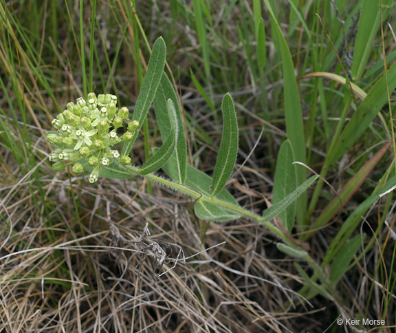 Imagem de Asclepias lanuginosa Nutt.