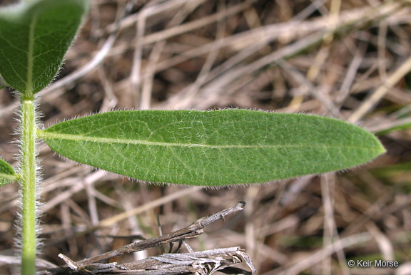 Image of sidecluster milkweed