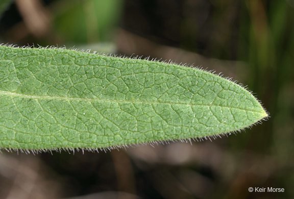 Image of sidecluster milkweed