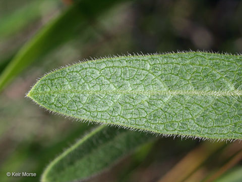 Imagem de Asclepias lanuginosa Nutt.