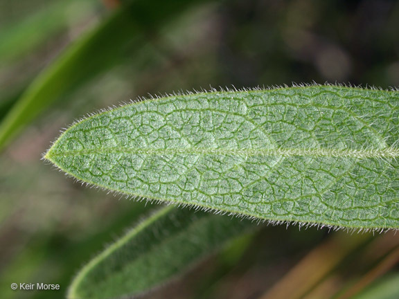 Image of sidecluster milkweed