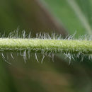 Image of sidecluster milkweed