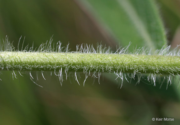 Image of sidecluster milkweed