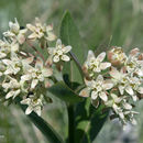 Sivun Asclepias ovalifolia Decne. kuva