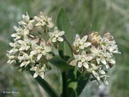 Image of oval-leaf milkweed