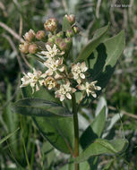 Image of oval-leaf milkweed