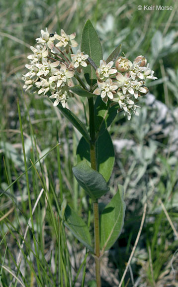 Image of oval-leaf milkweed