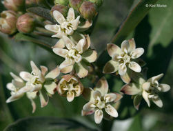 Image of oval-leaf milkweed