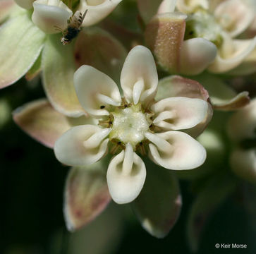 Image of oval-leaf milkweed