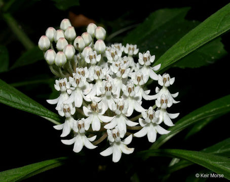 Image of aquatic milkweed