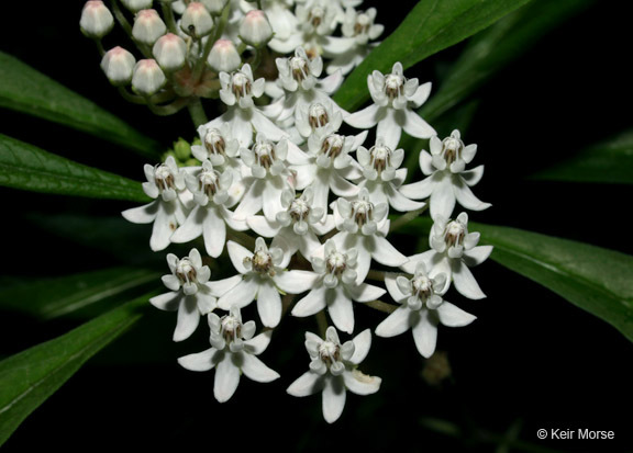 Imagem de Asclepias perennis Walt.