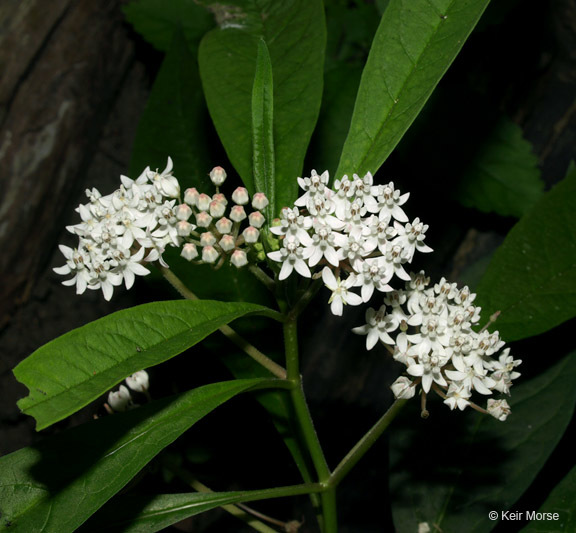 Imagem de Asclepias perennis Walt.