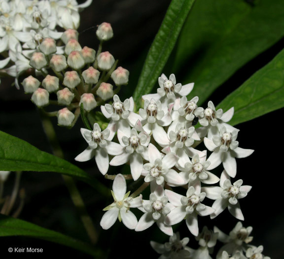 Imagem de Asclepias perennis Walt.