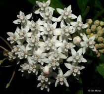 Imagem de Asclepias perennis Walt.