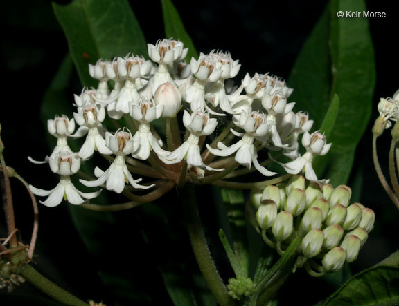 Imagem de Asclepias perennis Walt.