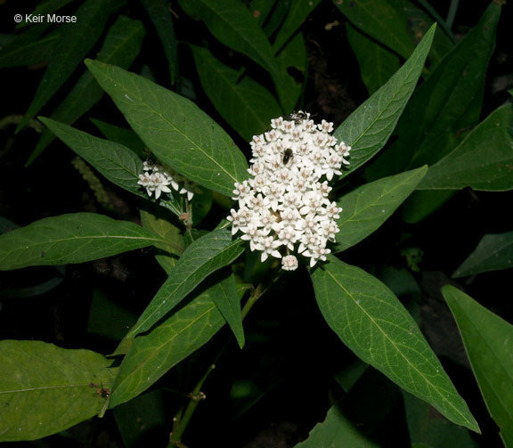 Imagem de Asclepias perennis Walt.