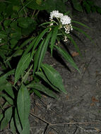 Imagem de Asclepias perennis Walt.