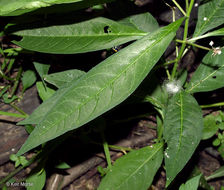 Imagem de Asclepias perennis Walt.