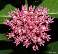 Image of purple milkweed