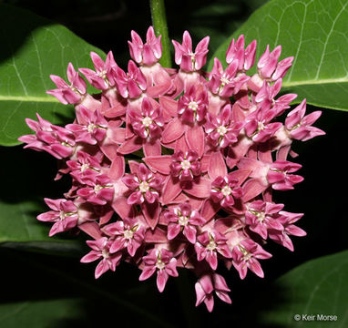 Image of purple milkweed