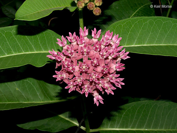 Image of purple milkweed