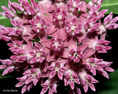 Image of purple milkweed