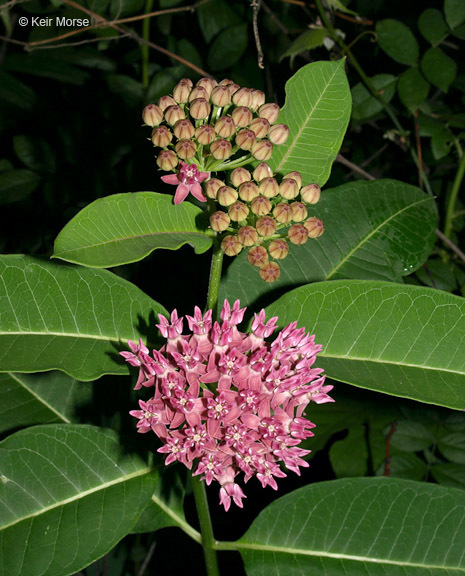 Image of purple milkweed