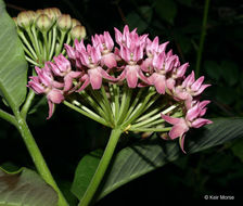 Image of purple milkweed