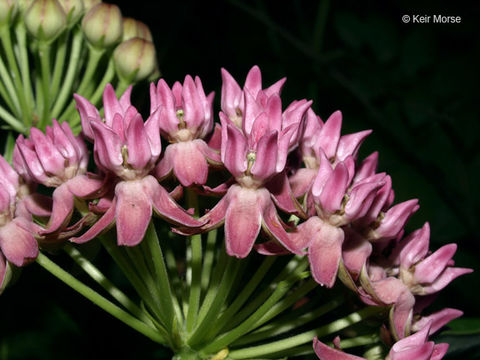 Image of purple milkweed