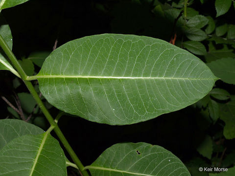 Image of purple milkweed