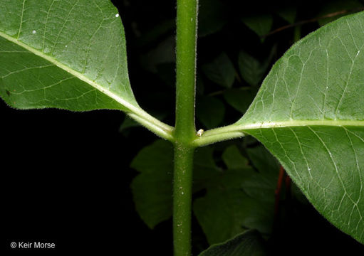 Image of purple milkweed