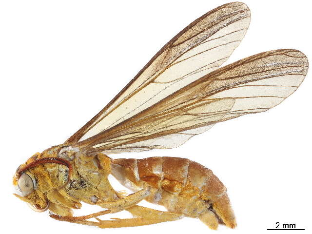 Image of Myrmecopsis Newman 1850