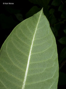 Image of purple milkweed