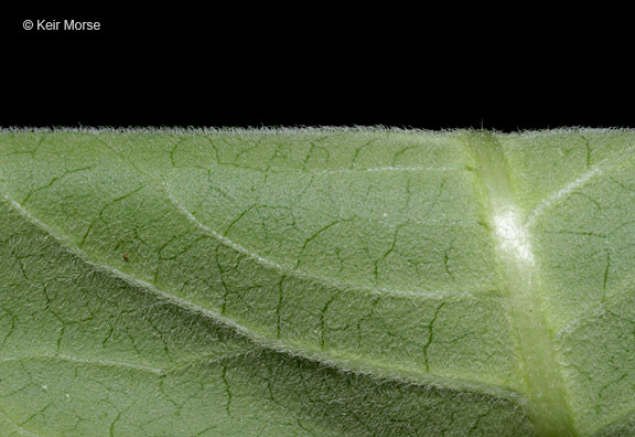 Image of purple milkweed