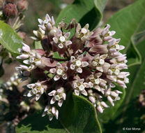 Imagem de Asclepias syriaca L.