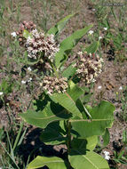 Imagem de Asclepias syriaca L.