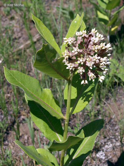 Imagem de Asclepias syriaca L.