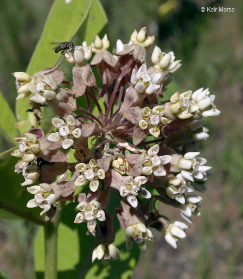 Imagem de Asclepias syriaca L.