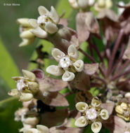 Imagem de Asclepias syriaca L.