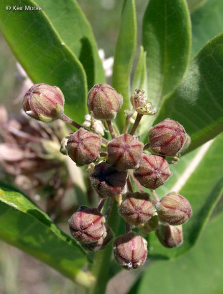 Imagem de Asclepias syriaca L.