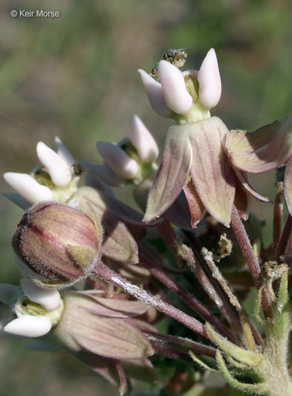 Imagem de Asclepias syriaca L.