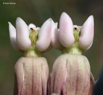 Imagem de Asclepias syriaca L.