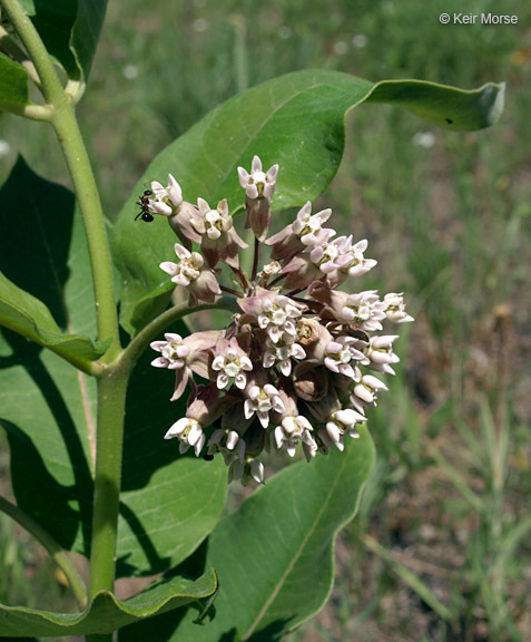 Imagem de Asclepias syriaca L.