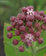 Imagem de Asclepias syriaca L.